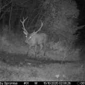 Pekný 12-torak.Vyradovy