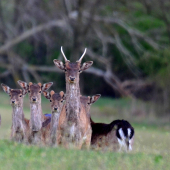 nová generácia rastie...