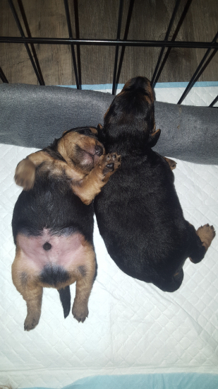 Siesta