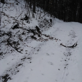 Jedno pekné zimné ráno.