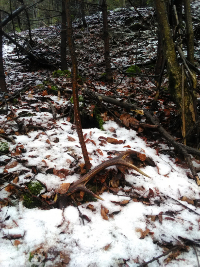 Rok ležal 15m od krmenia