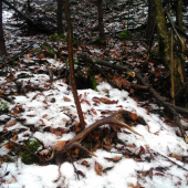 Rok ležal 15m od krmenia