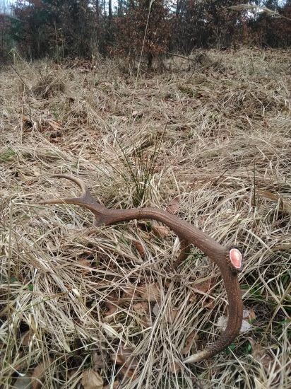 Nedal sa prehliadnuť