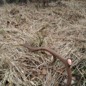 Nedal sa prehliadnuť