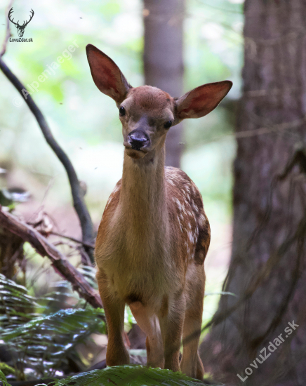 Bambi