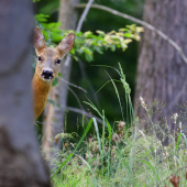 Stále ma niekto sleduje..