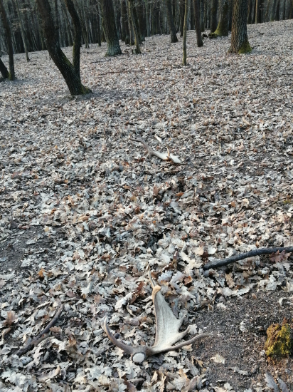 Na danielom chodníku