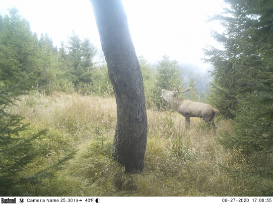 do tretice od smrekovca