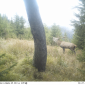 do tretice od smrekovca