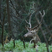 Kde sa vzal, tu sa vzal...