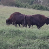 Kus šťastia na ceste domov