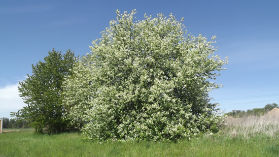 Střemcha obecná