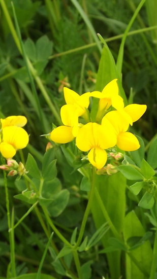 Śtírovník bažinný