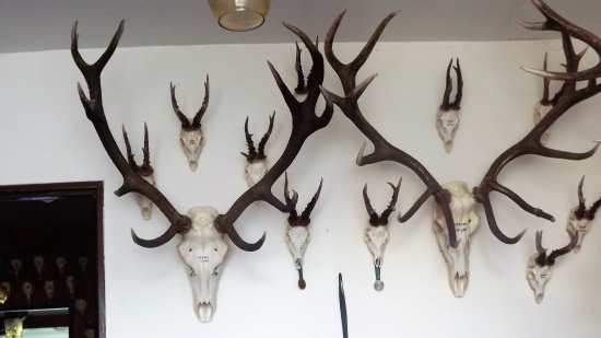 Vzpomínky na lovecké zážitky.