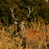 Počas jelenej ruje.