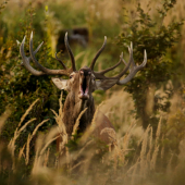Keď sa srdce rozbúcha a adrenalín stúpa.