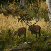 ešte z jelenej ruje 2020