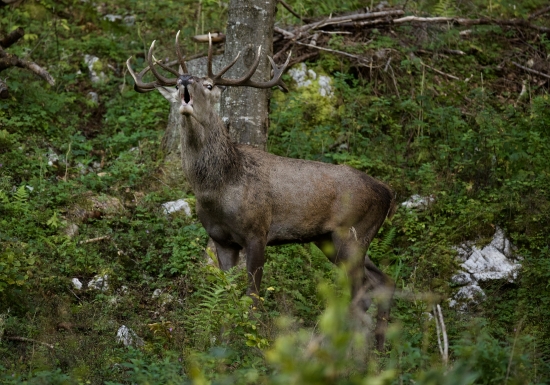 Spomienky, ruja 2019