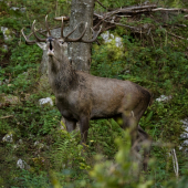 Spomienky, ruja 2019