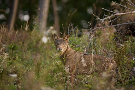 Canis lupus