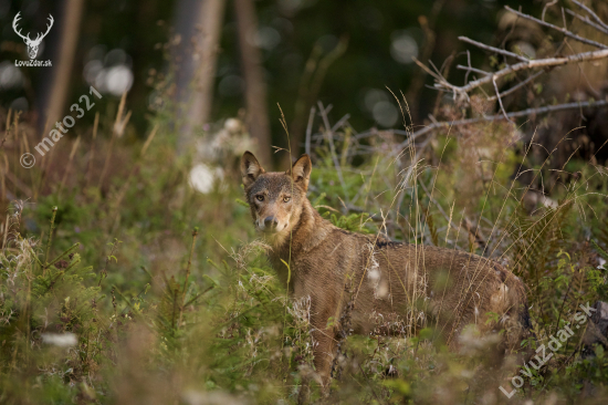 Canis lupus