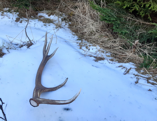 Na prechadzke štastie