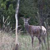 Pri večernej pastve