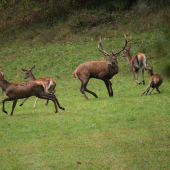 Reakcia na ihličiaka