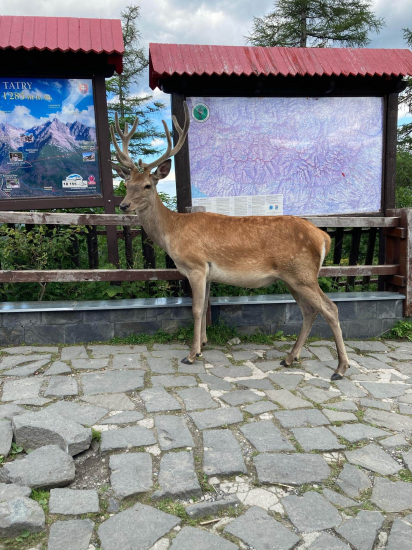 Turista