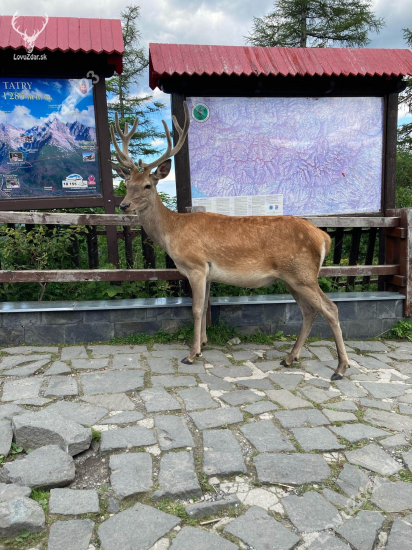 Turista