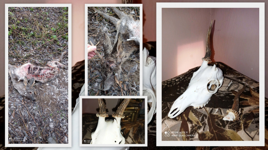 škoda mladého srnca