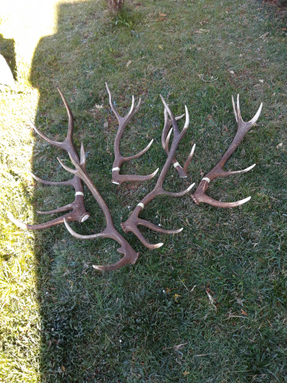 Jeden grunik ani jeden do paru