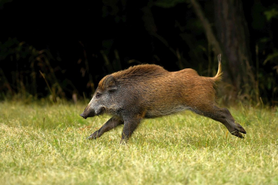 Nečakané spestrenie jeleňej ruje