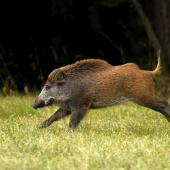 Nečakané spestrenie jeleňej ruje