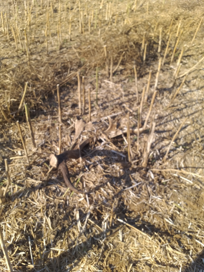 Strniskova - medajlova.