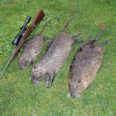 Lov na nutrie pokračuje