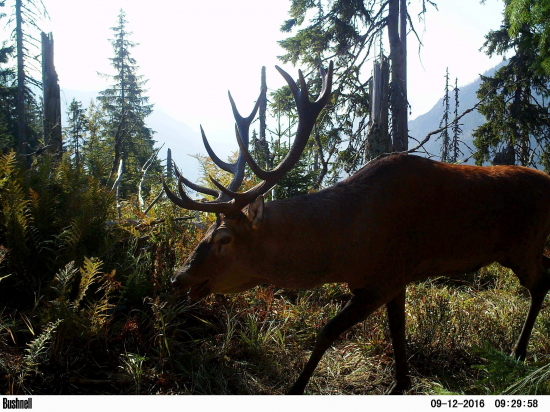 Upachtený rujošík.