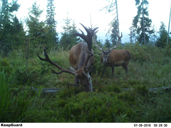 Kráľovská spomienka.