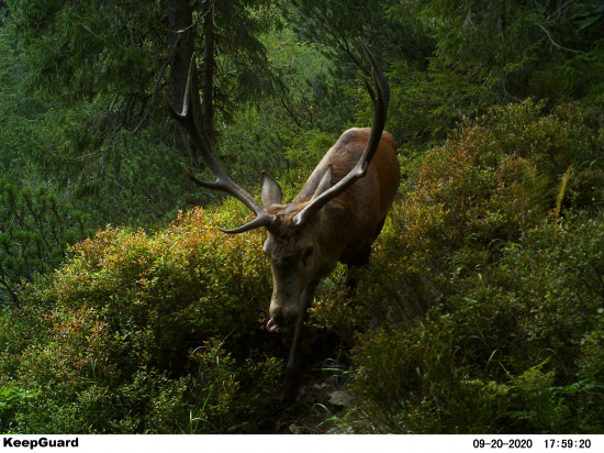 Zaľúbený desatorák.