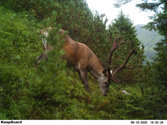 Horský hrubáň III.