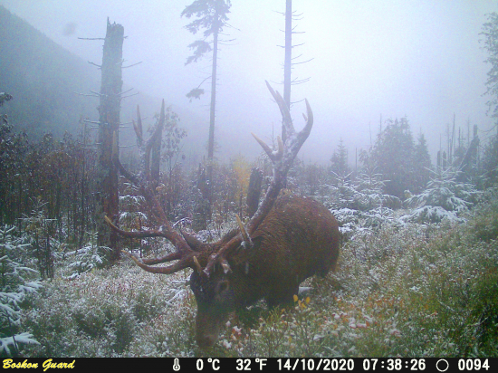 Zasnežená dvadsiatka.