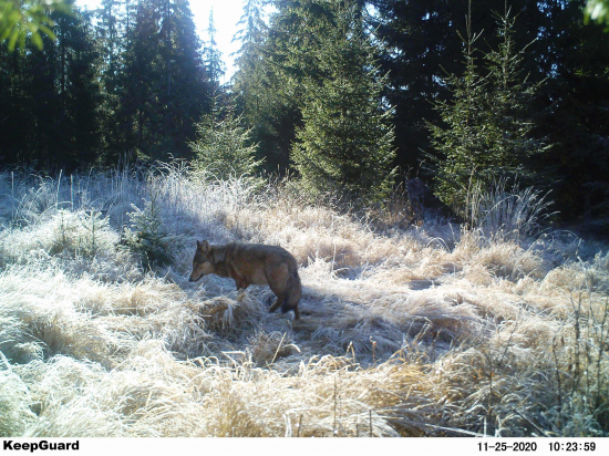 Zamrznuté slnečné prekvapenie.
