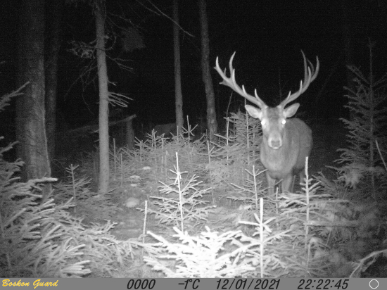 Nahustená dvojočka.