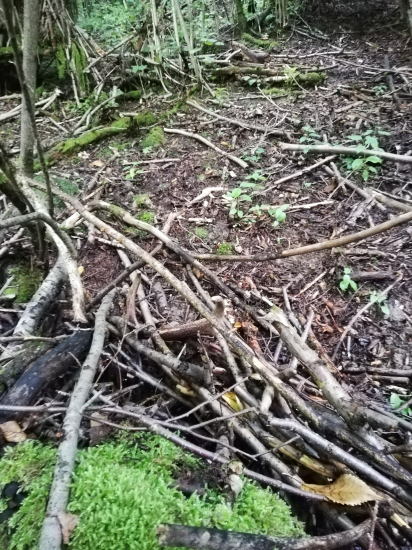 Splivajuci korunač -)