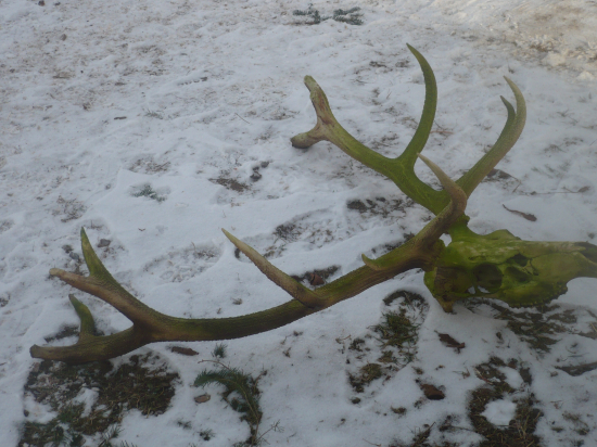 trofejneznamehostrelca