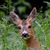 Modelka v bodliakoch.