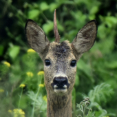 Nachytaný jednorožec.