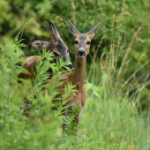 Kráska a jednorožec.