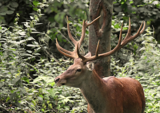 V žihľave.