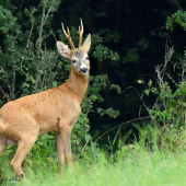 Pred únikovým vchodom.